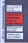 Etiketten zu Cardiophorus levis (Platia & Gudenzi, 2002) (NHMW-ZOO-COL-0006804)